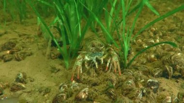European crayfish (Astacus astacus) on the bottom among green aquatic plants.