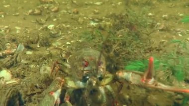 Danube crayfish (Pontastacus leptodactylus) on the river bed slowly moves backwards, then makes threatening movements with its claws, close-up.