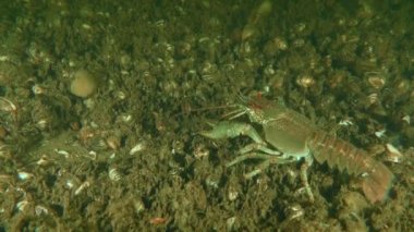 European crayfish (Astacus astacus) crawls along the river bottom, periodically feeling the bottom with its feet in search of food.