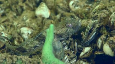 Nehrin dibindeki yeşil süngerin yanında üreme tüyleri içinde erkek yarışçı goby (Babka gymnotrachelus).