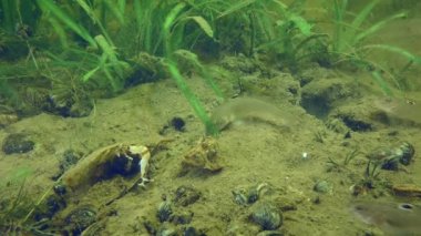 Alien species: A group of young Round goby (Neogobius melanostomus) at the bottom of the river against the backdrop of green aquatic plants.