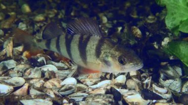 Fish Barsch or European perch (Perca fluviatilis) lies on the bottom covered with Zebra Mussel shells, close-up.