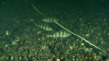 European perch (Perca fluviatilis) are looking for food at the underwater archaeological site of an ancient wooden ship.
