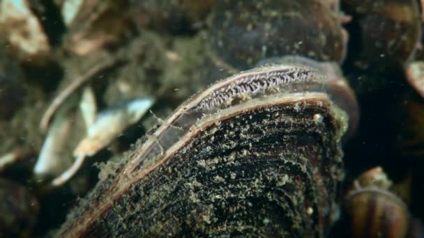Freshwater Bivalve Swan Mussel Anodonta Cygnea Opening Siphon Filter Water — Vídeo de stock