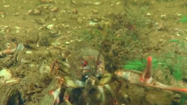 Danube Crayfish Pontastacus Leptodactylus River Bed Slowly Moves Backwards Makes — Wideo stockowe