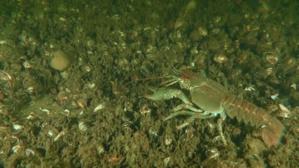 European Crayfish Astacus Astacus Crawls River Bottom Periodically Feeling Bottom — Stockvideo
