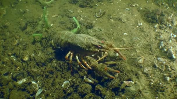 Reproduction Crayfish Female European Crayfish Astacus Astacus Sits Bottom Turns — ストック動画