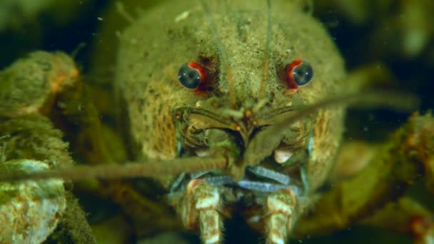 European Crayfish Broad Clawed Crayfish Astacus Astacus River Bottom Close — 图库视频影像