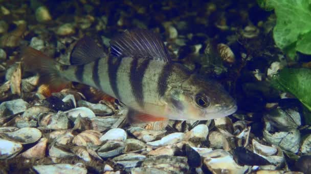 Fish Barsch European Perch Perca Fluviatilis Lies Bottom Covered Zebra — Vídeo de Stock