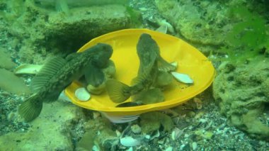 Denizin plastik kirliliği: iki Goby balığı deniz tabanında uzanan plastik bir tabakta kavga ediyor.