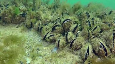 Taş üzerinde midye grubu (Mytilus edulis).