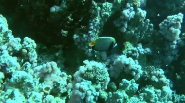 The bright and beautiful Emperor angelfish (Pomacanthus imperator) swims leisurely along the coral reef wall.