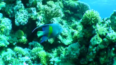 The colorful Halfmoon Angelfish (Pomacanthus maculosus) slowly swims along the corals.