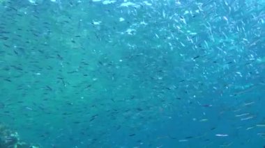 Before spawning small fish Hardyhead Silverside (Atherinomorus lacunosus) forms huge flocks.