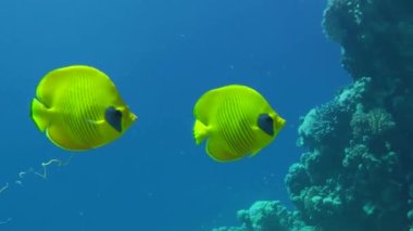 A pair of bright yellow Bluecheek butterflyfish (Chaetodon semilarvatus) against the backdrop of a coral reef and water column, one of the fish poops.