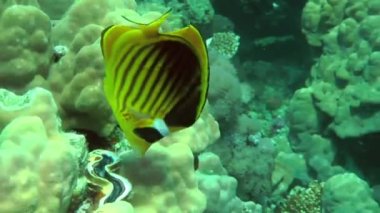 A bright yellow Diagonal butterflyfish (Chaetodon fasciatus) swims slowly against the backdrop of a coral reef, close-up.