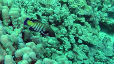 The colorful fish Peacock hind (Cephalopholis argus) stands over the corals, then swims away.