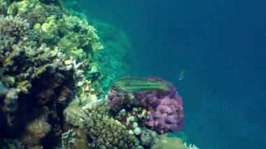 Brightly colored Klunzinger's wrasse (Thalassoma rueppellii) floats against a backdrop of picturesque coral.