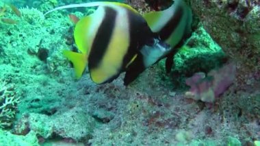 A pair of Red Sea Bannerfish (Heniochus intermedius) stands under a coral bush, close-up.