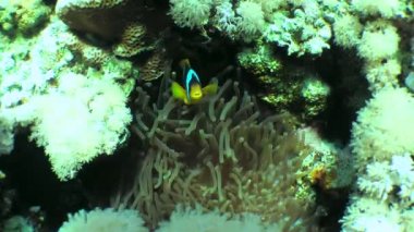 Twoband anemonefish (Amphiprion bicinctus) opens its mouth wide, demonstrate a threat.