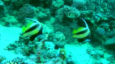 A pair of Red Sea Bannerfish (Heniochus intermedius) swim slowly along the base of a coral reef.