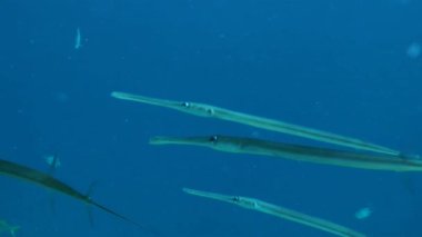 Several Bluespotted cornetfish (Fistularia commersonii) are swimming against the backdrop of a blue water column penetrated by the sun's rays, close-up.