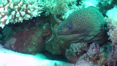 Giant moray (Gymnothorax javanicus) pulls its head into a coral crevice, close-up.