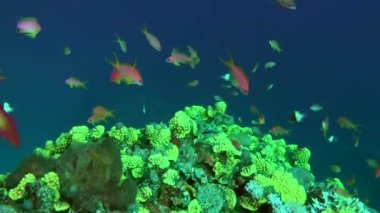 A school of red-orange Sea goldie or Lyretail Anthias (Pseudanthias squamipinnis) feeding on plankton in the blue water column above yellow corals.