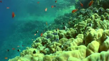 Red-orange Sea goldie or Lyretail Anthias (Pseudanthias squamipinnis) along with other small fish against a coral reef.