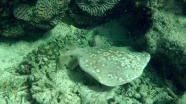 Panther Electric Ray or Leopard torpedo (Torpedo panthera) swims slowly over sandy bottom, close-up.
