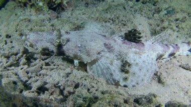 Tentacled Flathead (Papilloculiceps longiceps) lies on a sandy bottom among corals and rolls its eyes, then leaves the frame, side view, medium shot. Artificial light, night shooting.