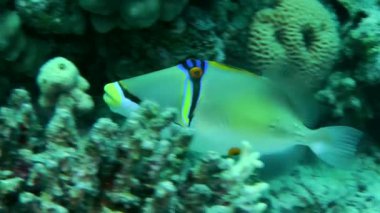 Picasso Triggerfish (Rhinecanthus assasi) swims against the backdrop of a coral reef, close-up.
