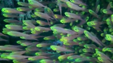 In shaded areas of the reef, Pigmy sweeper (Parapriacanthus ransonneti) forms large dense flocks that move continuously like a stream of water, close-up.