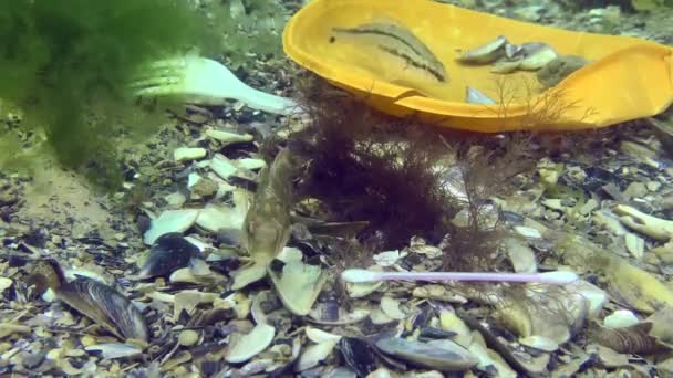 Plastikverschmutzung Des Meeres Lippfische Brüten Zwischen Plastikmüll Auf Dem Meeresboden — Stockvideo