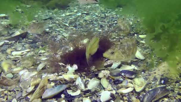 Laichlippfisch Symphodus Cinereus Männchen Und Weibchen Laichen Einem Aus Algen — Stockvideo