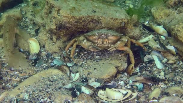 Green Crab Shore Crab Carcinus Maenas Goby Fish Leave Frame — 图库视频影像