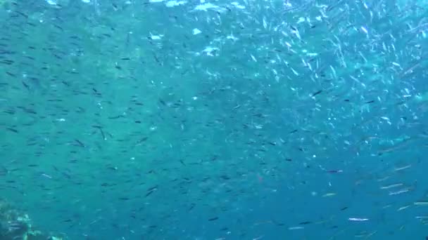 Spawning Small Fish Hardyhead Silverside Atherinomorus Lacunosus Forms Huge Flocks — Stockvideo