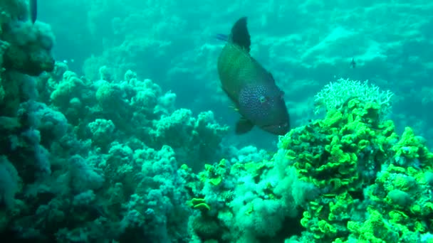 Leopard Grouper Plectropomus Pessuliferus Couple Usually Occupies Area Seabed Guarded — 비디오