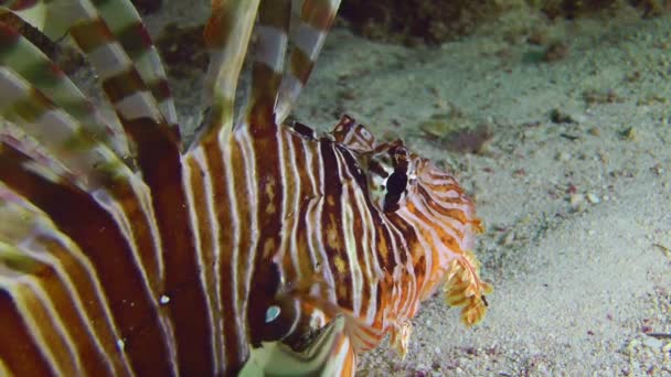 Lionfish Comum Colorido Volitans Pterois Encontra Parte Inferior Movendo Lentamente — Vídeo de Stock