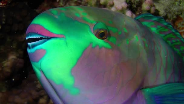Parrot Fish Including Heavybeak Parrotfish Chlorurus Gibbus Practically Motionless Night — ストック動画