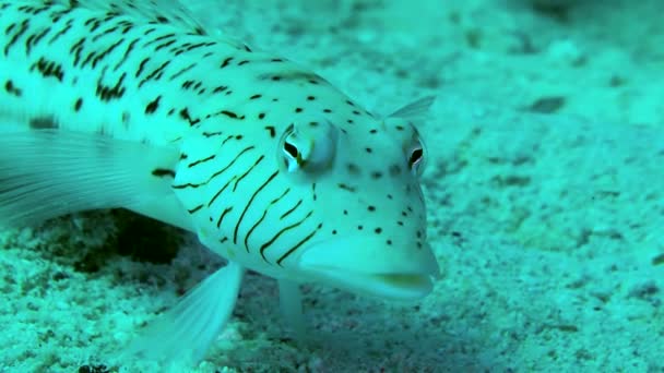 Speckled Sandperch Parapercis Hexophtalma Stands Its Pelvic Fins Turning Its — Stok video