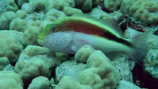 Blackside Hawkfish Paracirrhites Forsteri Takes Vantage Point Boughs Hard Coral — Stok video
