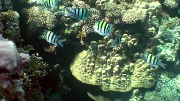Кілька Риб Сержант Майор Abudefduf Sakatilis Плавають Тлі Коралового Рифу — стокове відео