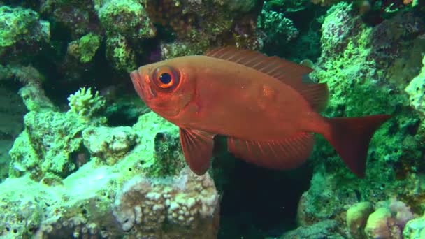 太阳的光芒在隐藏在珊瑚礁缝隙中的月尾牛眼 Priacanthus Hamrur 的红色鳞片上反射得很迟钝 — 图库视频影像