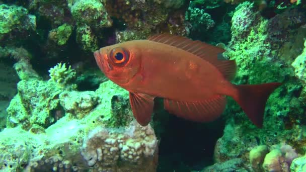 Les Rayons Soleil Reflètent Faiblement Sur Les Écailles Rouges Garrot — Video