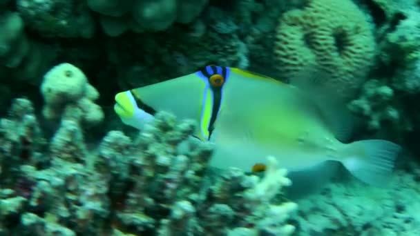 Picasso Triggerfish Rhinecanthus Assasi Swims Backdrop Coral Reef Close — Vídeo de Stock