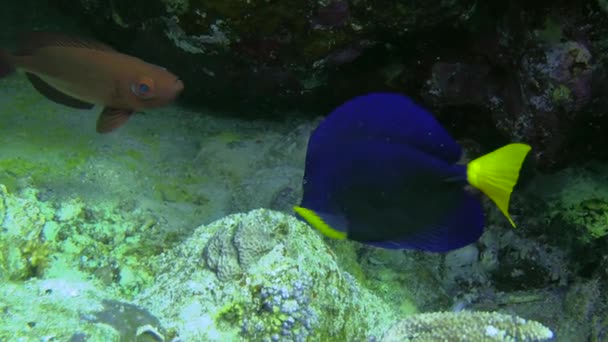 Yellowtail Surgeonfish Zebrasoma Xanthurum Lentamente Morde Algo Uma Rocha Coral — Vídeo de Stock