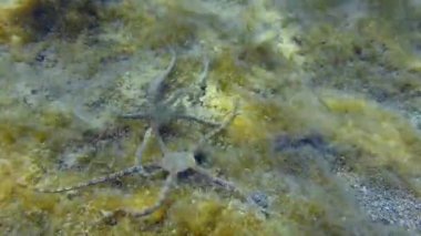 İki Kırılgan Yıldız kahverengi yosunlarla kaplanmış bir şekilde dipte sürünüyor. Akdeniz.