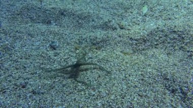 Genel kırılgan yıldız (Ophiothrix fragilis) sığ sularda kumlu tabanda boyunca sürünür. Akdeniz.