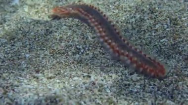 Sakallı ateş solucanı (Hermodice carunculata), köşegen yönünde yavaşça kareye doğru sürünür..